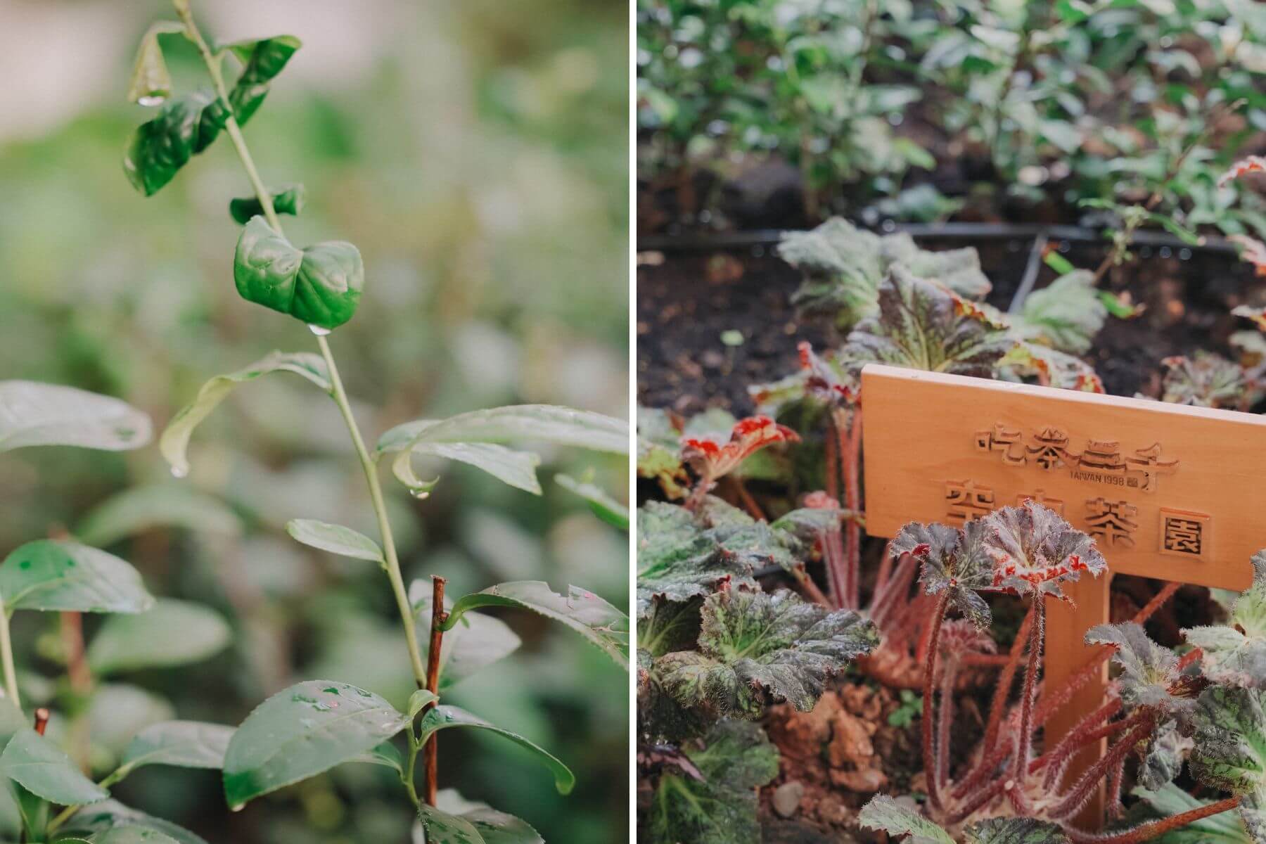 吃茶三千台灣概念店的評價與店內環境10