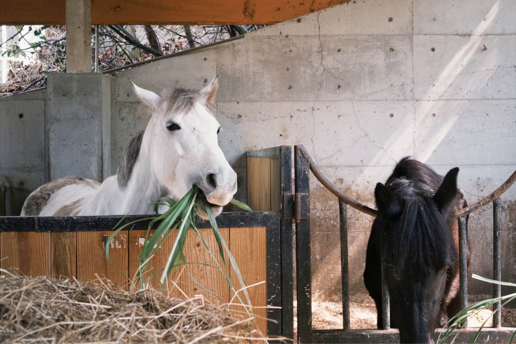 員林三春森林馬場的評論與圖片01