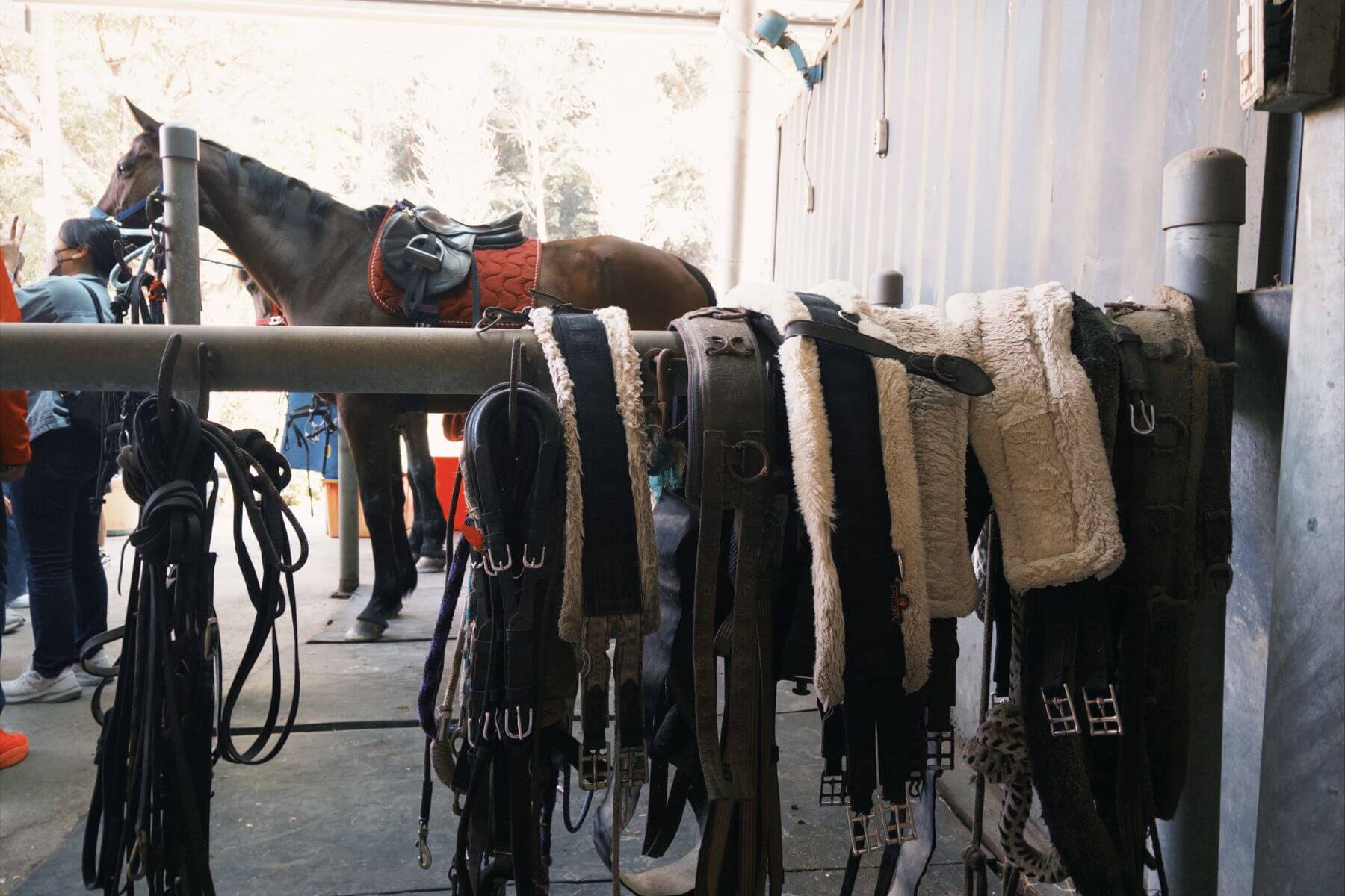 員林三春森林馬場的評論與圖片05