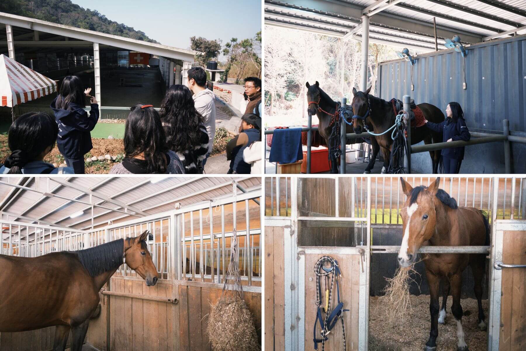 員林三春森林馬場的評論與圖片06