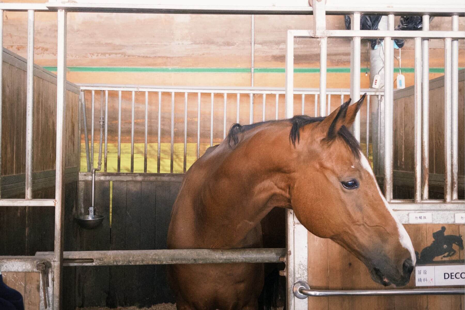 員林三春森林馬場的評論與圖片08