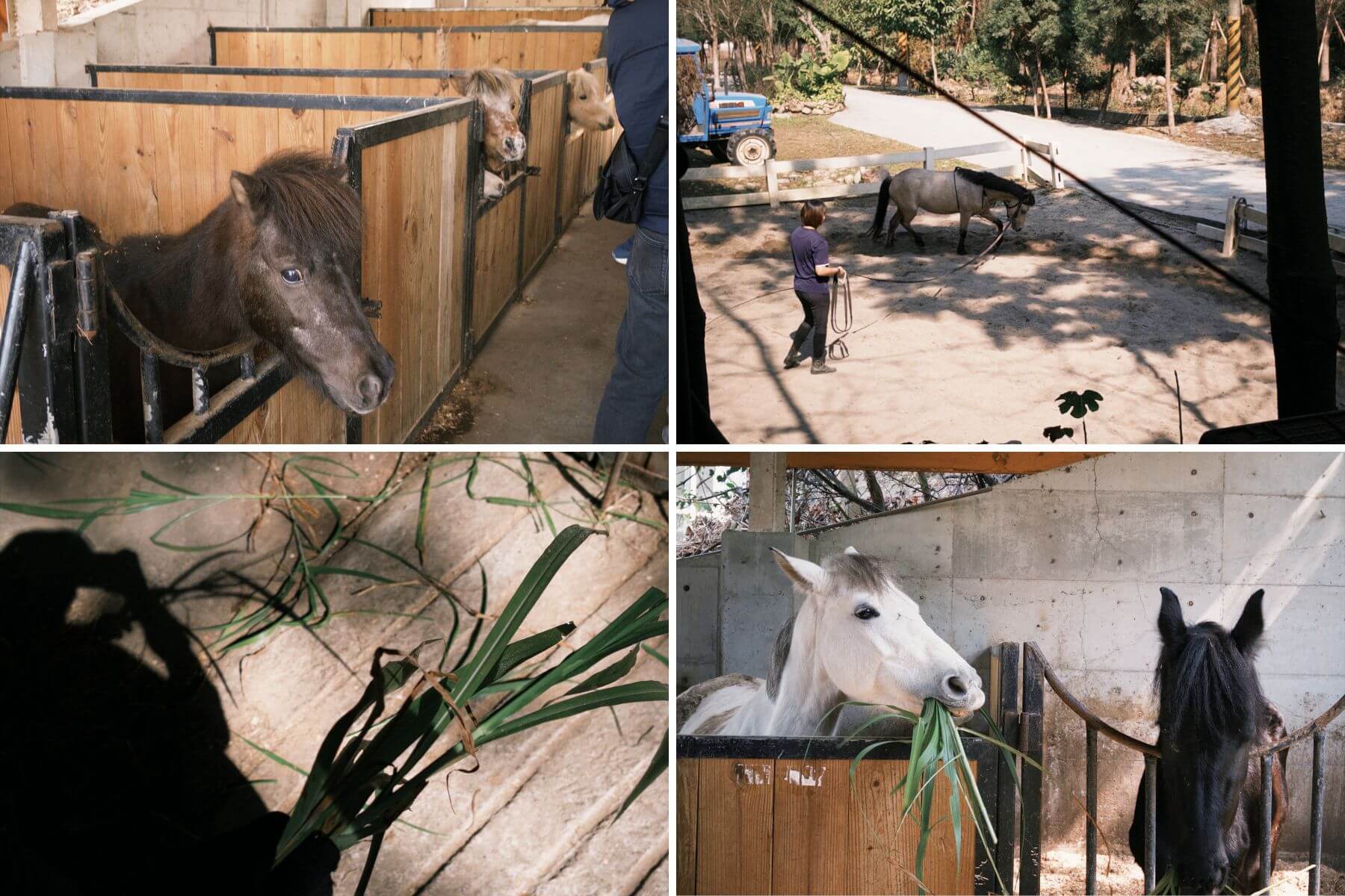 員林三春森林馬場的評論與圖片07