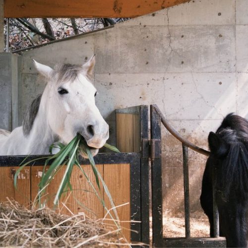 三春森林馬場 01